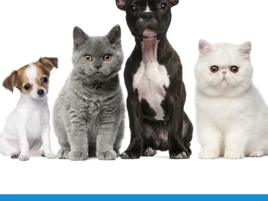  Pet Wellness Marion IL - Comprehensive Care for Furry Friends